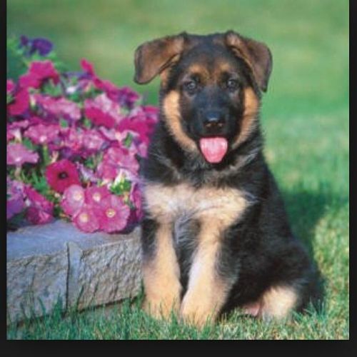German Shepard Puppies Available