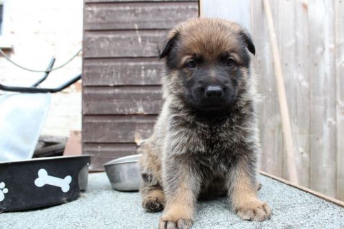 Awesome German Sherpherd