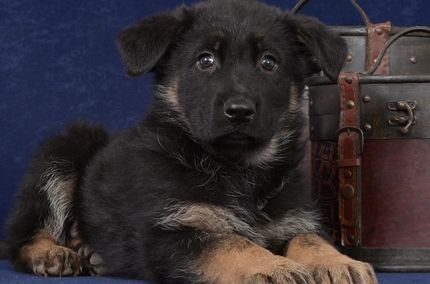 German shepherd puppies ready now