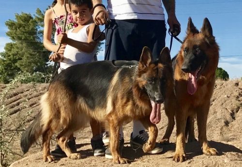 AKC German Shepherd Black And Red
