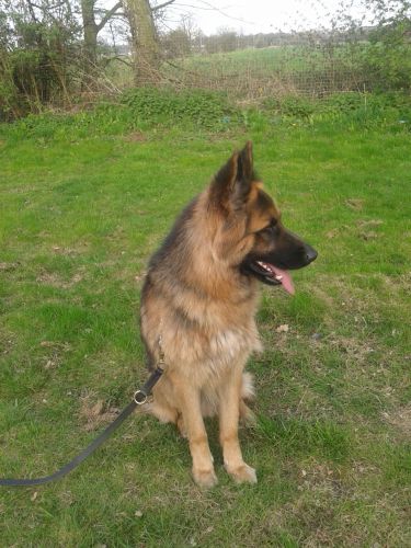 German Shepherds Wanted