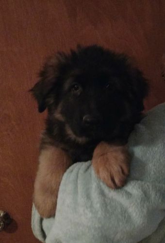 German Shepherd pups