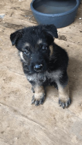 German Shepherd Puppies for sale!
