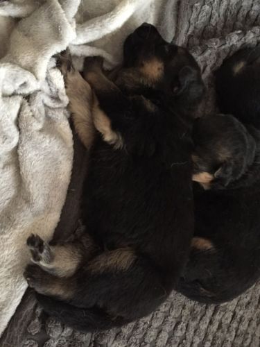 Kc Registered German Shepard Puppies