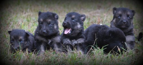 German Shepherds