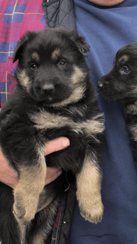 AKC Registered Female