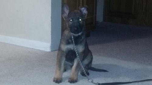 Czech and ddr puppies gsd