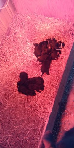 German shephards puppies for sale