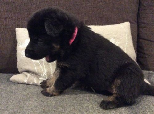 German Shepherd Puppies