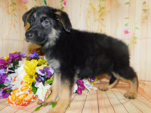 German Shepherd Pups. Financing!