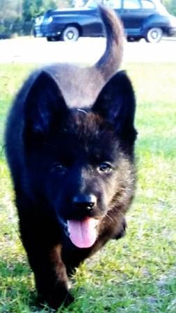 Exotic huge Kind Natured Future service k9 therapy pets