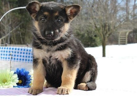 A black and tan fur color healthy and playful pup