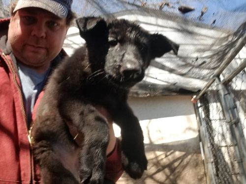 German shepherd all black