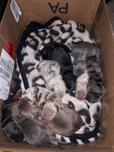 10 German shepherd/ Blue nose pit Puppies for sell!!!!