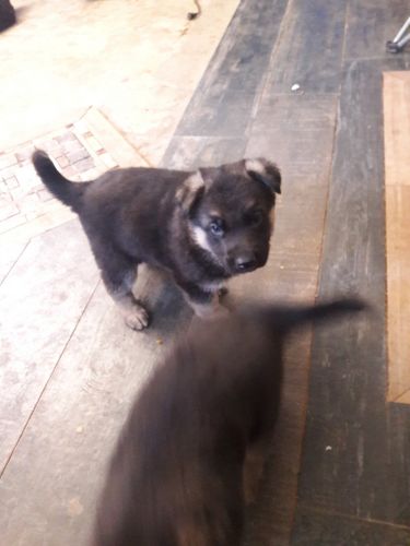 Have a total of 5 German Shepherd 4 males one female