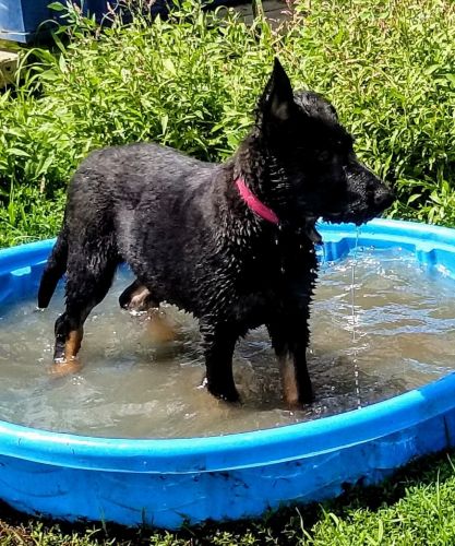 AKC registered German Shepherd pups