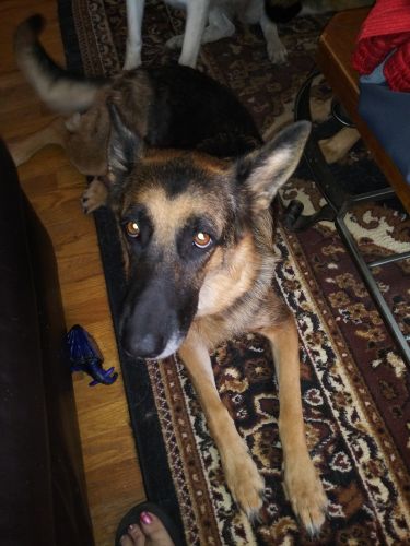 Rehoming Pure bred German shepherd