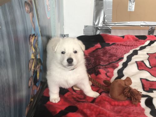 Beautiful White german Shepherd puppies