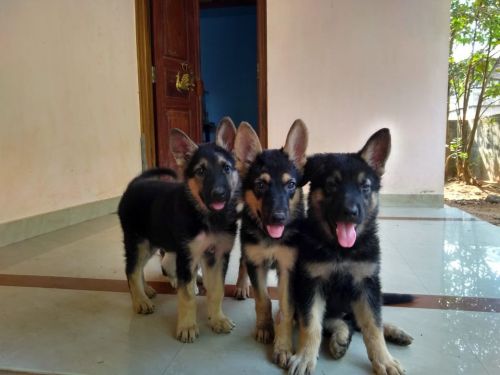 Female german shepherd puppies - 60 days old