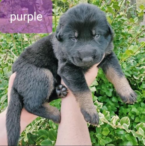 AKC German Shepherd Litter