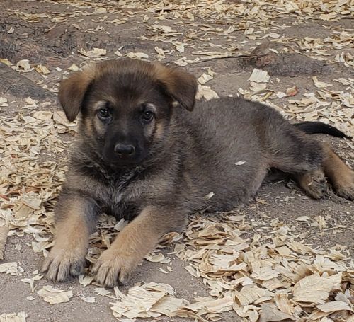 Sable German shepherd puppy