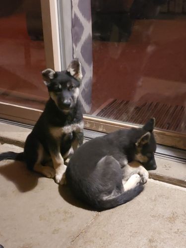 2 female German Shepard/Husky mix puppies for sale