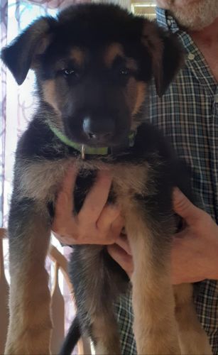 Akc puppies with papers