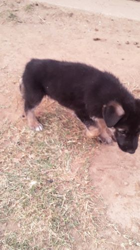 Puppies for sale