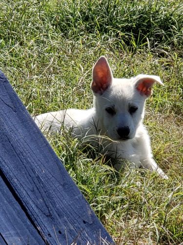 German Shepherd Puppies
