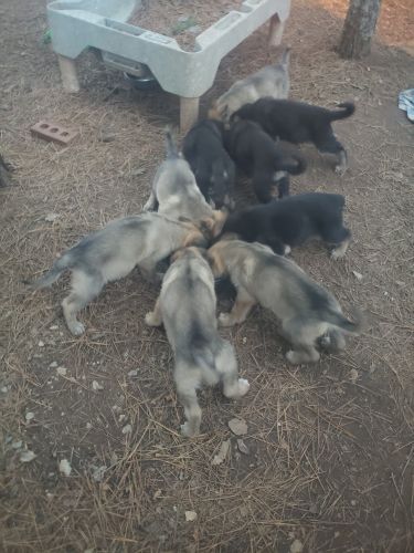 GERMAN SHEPHERD PUPS