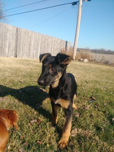Puppy needs a new home