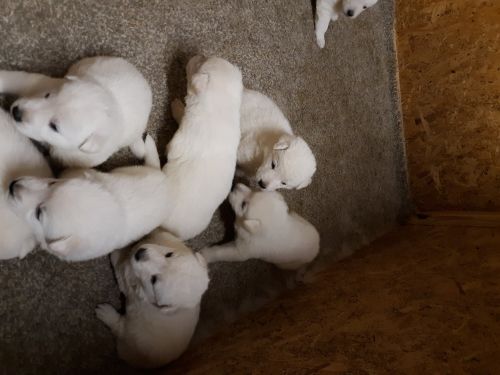 German shepherd puppies