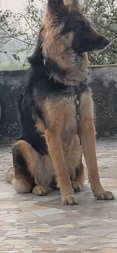 German Shepherd Female Dog