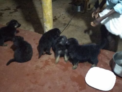 Puppy for sale male and female