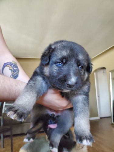 Male/Female Pups searching for Forever Home