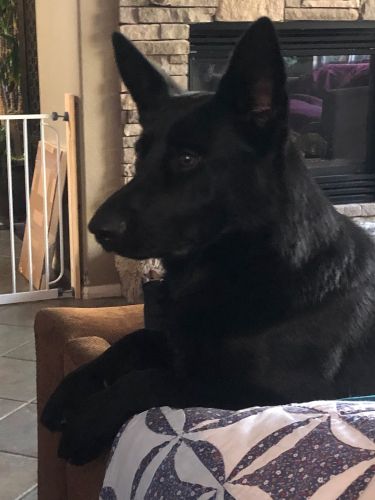 German shepherd puppy 5 days old the Born March 20, 2020