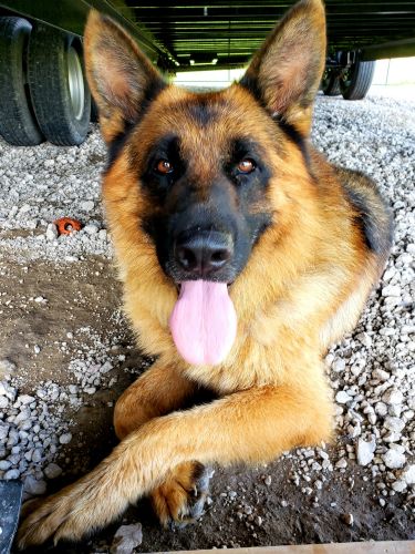 Stud Proven AKC Registered Male German Shepherd