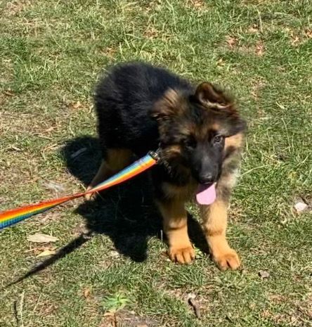 **top Czech German Shepherd Puppies***