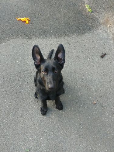 5 month old German Shepherd