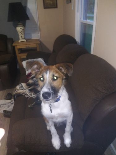 5 month old German shepherd Parsons russell terrier