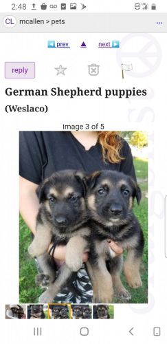 German shepherd pups