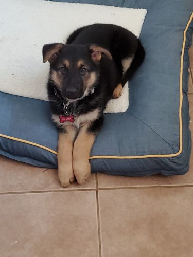 8 week old germen shepherd