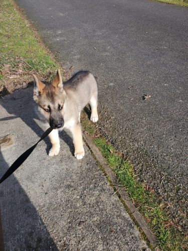 Shepsky puppy