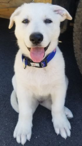 Rare white German shepherd pups