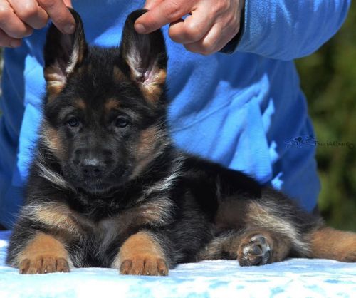 German Shepherd puppies for sale text *** *** ***4