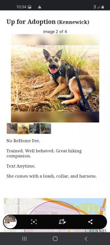 Free Pup In Need Of Big Family