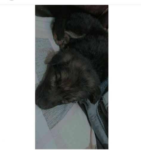 Age 5 months weight 23.5 heavy paws