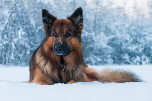 german shepherd dog - characteristics