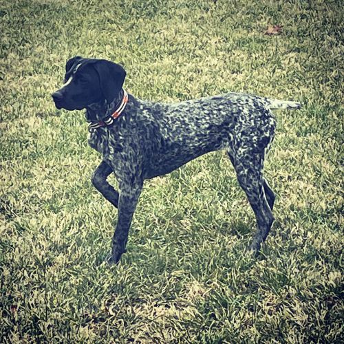 1 y/o Female Black Roan GSP for sale
