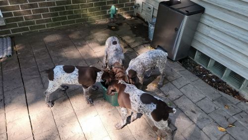 Akc Gsp puppies